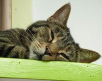 Bosco-enjoying-life-at-Leuk's-Landing